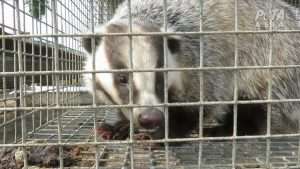 Badger cruelty - Peta