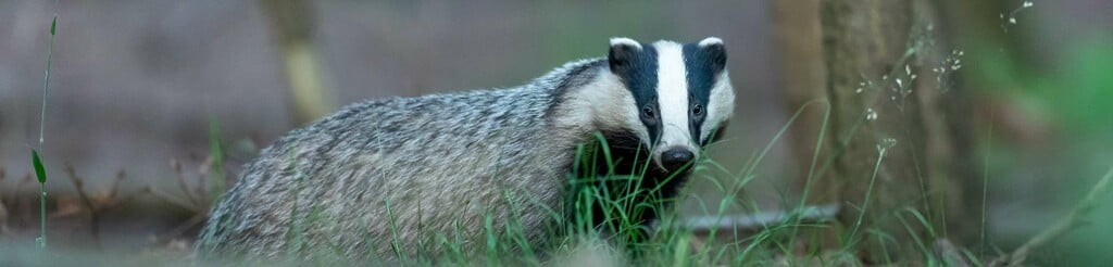 are badgers killed for shaving brushes?